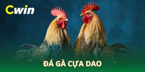 Đá gà cựa dao